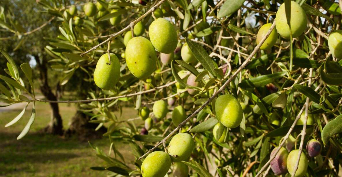 Oristano: Olive Tree Grove Guided Visit With Tasting - Location and Meeting Point