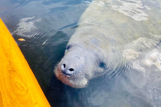 Orlando Manatee and Natural Spring Adventure Tour at Blue Springs - Exciting Activities