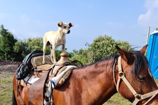 Pacaya Volcano Luxury Sunset Horseback Riding Tour/ Dinner Cooked By-Lava Chef - Scenic Views