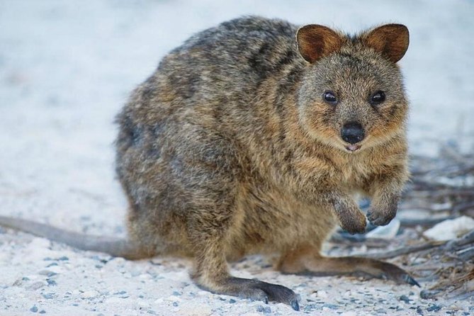 Perth to Rottnest Island Roundtrip Ferry Ticket - Ticket Inclusions and Exclusions