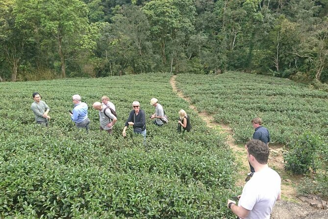 Pinglin Tea Culture & Maokong Day Tour From Taipei - Culinary Delights at Shekeng