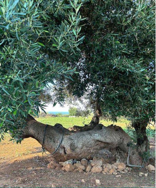 Polignano Accessible EBIKE Tour From Olives to Oil in Puglia - Tour Highlights