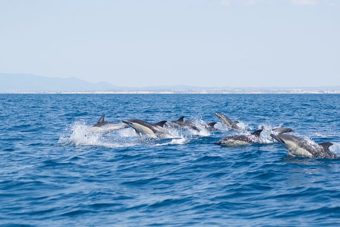 Portimão: 2H30 Guaranteed - Dolphins and Seabirds - Biologist on Board - Accessibility Features