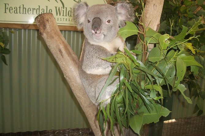 PRIVATE Blue Mountains Day Tour From Sydney With Wildlife Park and River Cruise - Customer Experiences