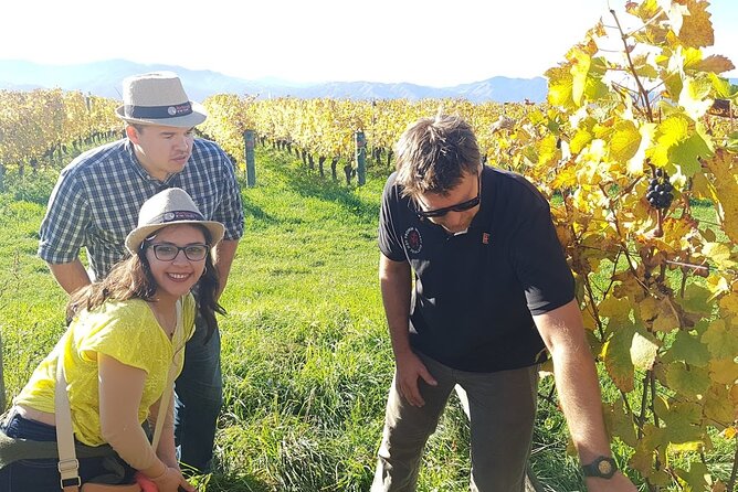 Private Guided Marlborough Wine Tour From Picton NZ - Accessibility Features