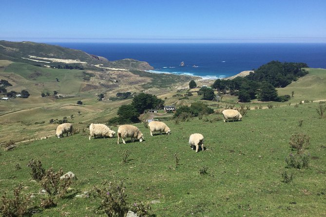 Private Guided Tour of Dunedin City Heritage and Unique Wildlife and Scenery - Accessibility Features