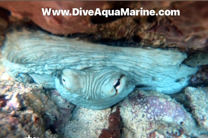 Private Half-Day Dive Trip in St Thomas Virgin Islands - Health and Safety Guidelines