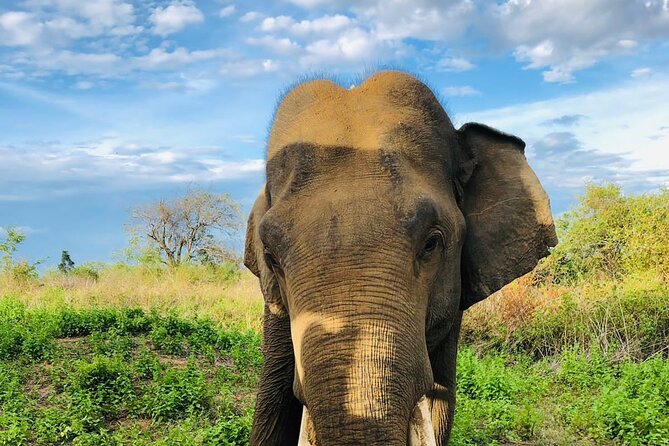 Private Tour to Udawalawe National Park - Inclusions and Amenities