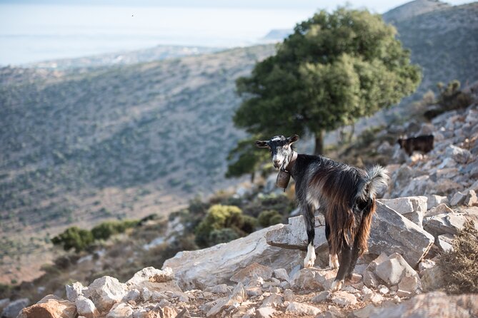 PRIVATE TOUR -Zeus Cave-Old Villages-Olive Oil - From Heraklion - Pricing Information