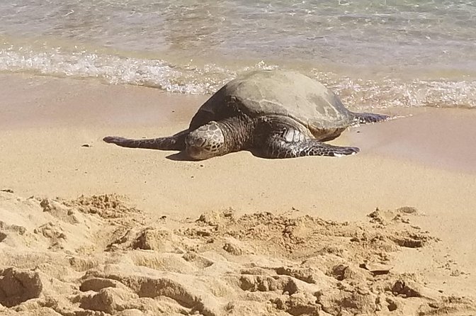 Private Waimea Canyon Tour - Tour Experience Highlights