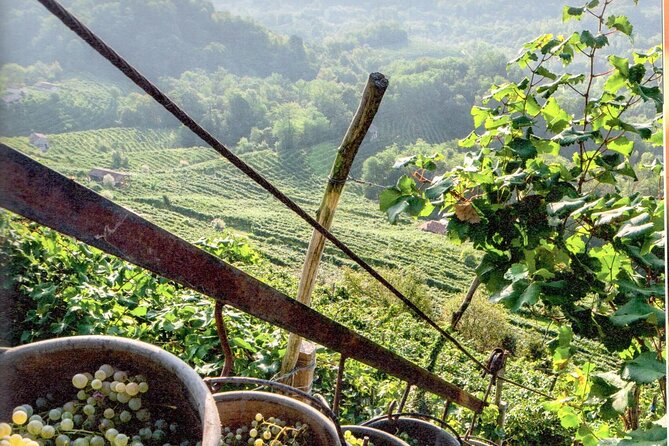 Prosecco - Wine Tour & Tasting - Full Day in the Prosecco Region - Food and Beverage Options