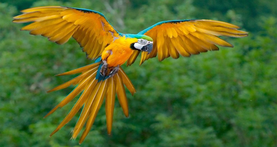 Puerto Maldonado: Parrot and Macaw Clay Lick Excursion. - Whats Included