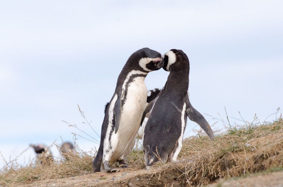 Punta Arenas: Walk With Penguins on Magdalena & Marta Island - Wildlife and Scenic Highlights