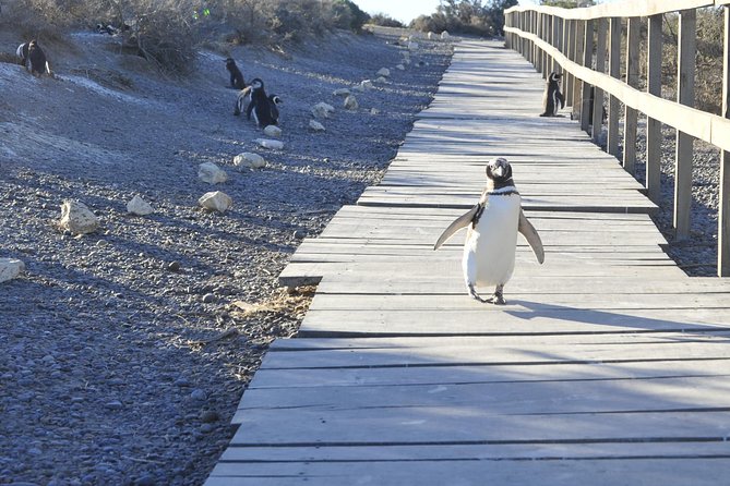 Punta Tombo Penguin Colony From Puerto Madryn With Optional Toninas Watching - Wildlife Viewing Opportunities