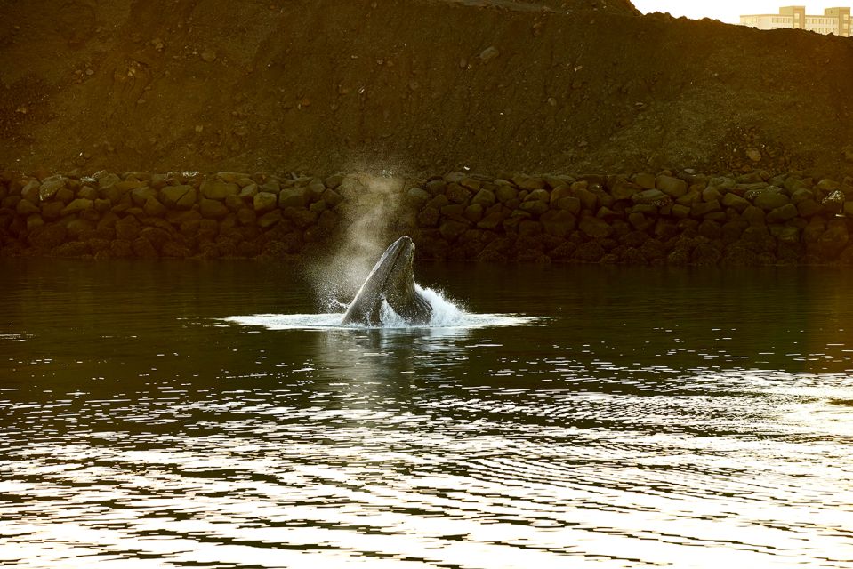 Reykjavik: Whale & Marine Adventure Tour - Tour Details