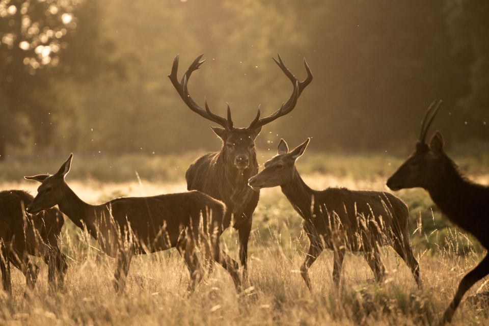 Richmond Park, London: Sunset Wildlife Photography Workshop - Wildlife Photography Focus