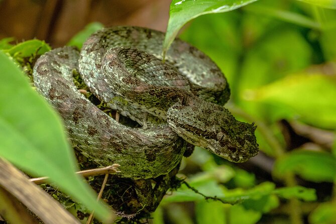 Rio Celeste Waterfall Hike From Arenal - Wildlife Spotting Opportunities