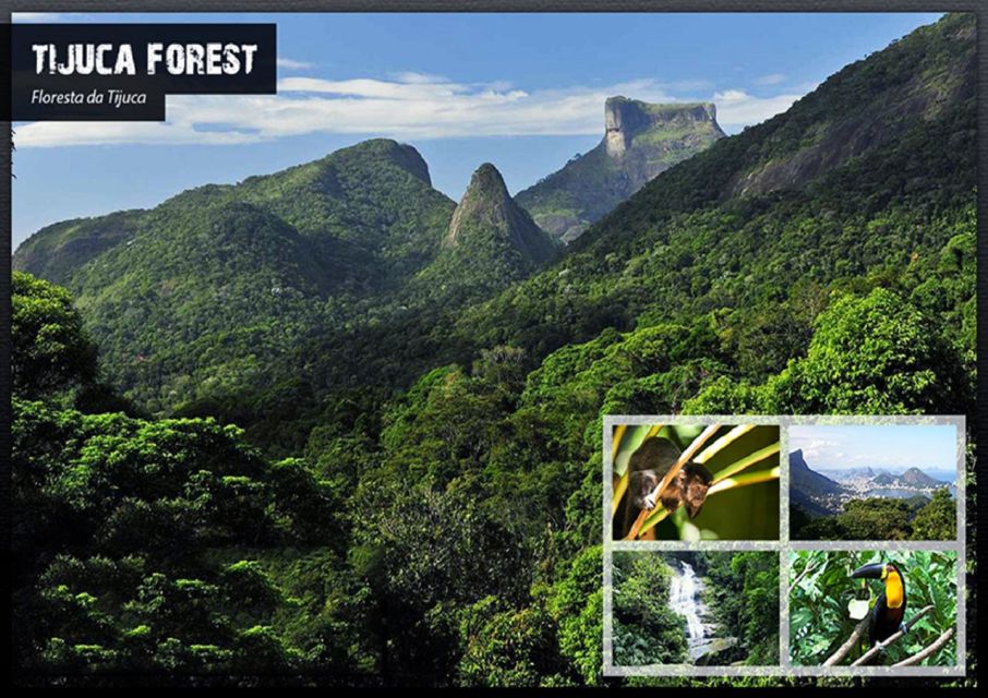 Rio De Janeiro: Tijuca National Park Ecotour - Tour Highlights