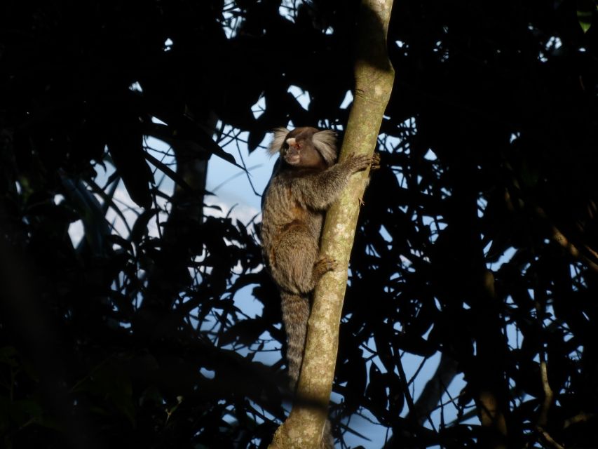 Rio: Hike to Tijuca Peak the Highest Summit in Tijuca Forest - What to Expect on the Hike