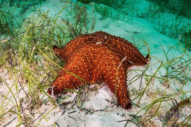 Roatan Nature Combo: Mangrove Cruise, Horseback Riding & Snorkel - Cultural Highlights