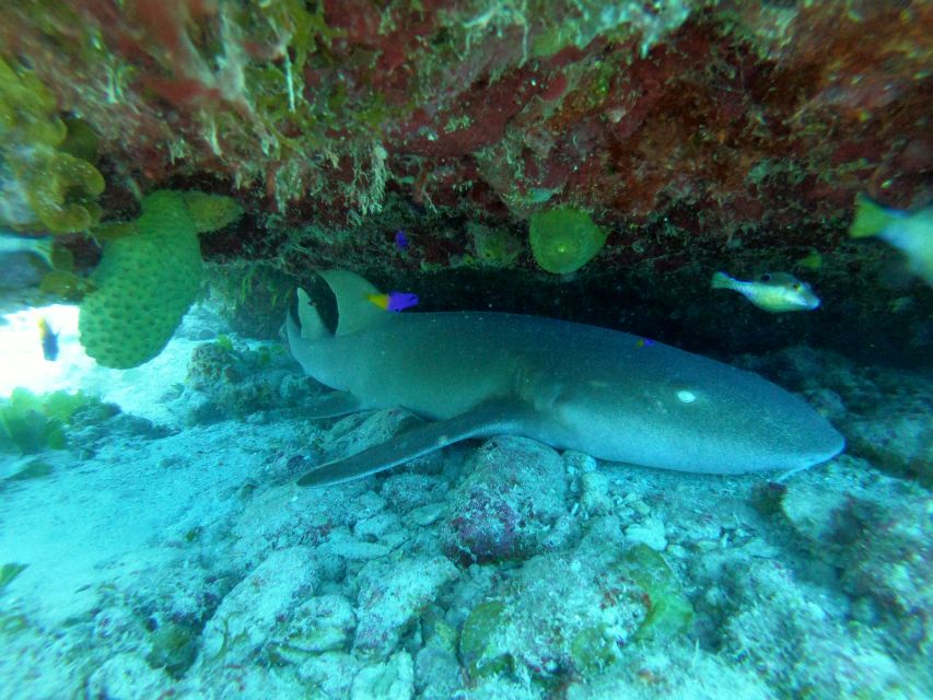 San Andres: Boat Tour to Cayo Acuario and Rocky Cay - Highlights of Cayo Acuario