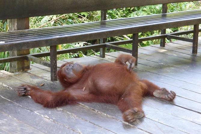 Sarawak Orangutan Semenggoh Wildlife Centre Tour - Transport and Pickup Options