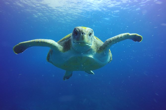 Scuba Diving for Certified Divers in Costa Adeje - Meeting Point and Arrival