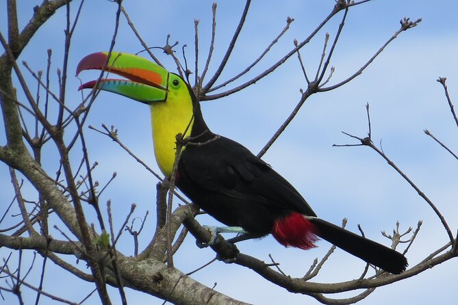 Shared 5 Hours Monteverde Bird Watching - Guest Reviews and Experiences