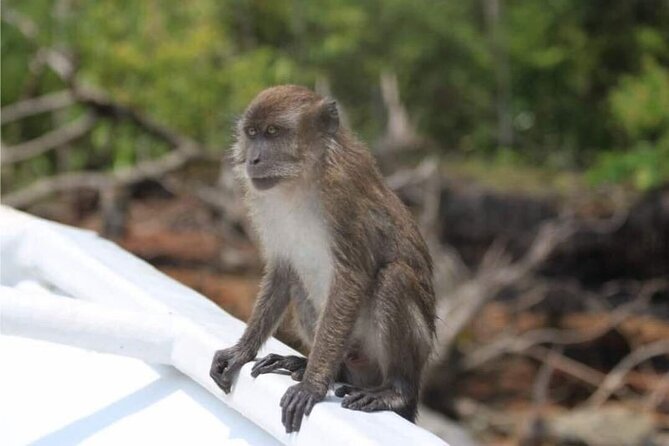 Sharing Half Day Mangrove Boat Tour With Lunch in Langkawi - Contact Information