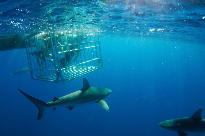 Shark Cage Diving On The World Famous North Shore of Oahu, Hawaii - Group Size and Accessibility