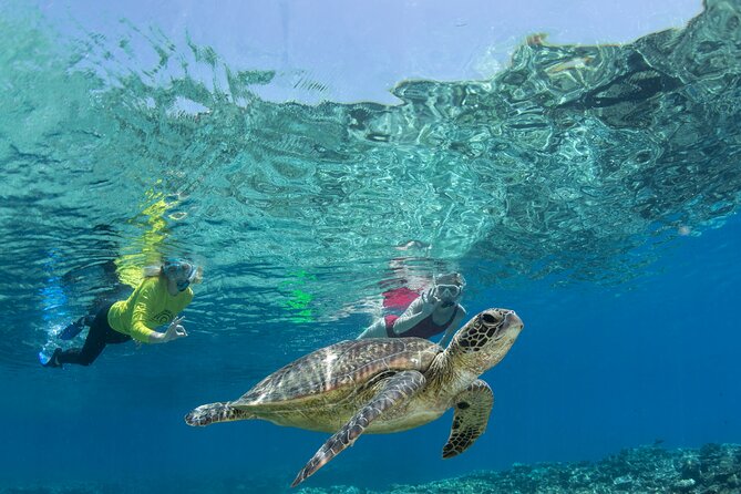 Silverswift Dive and Snorkel Great Barrier Reef Cruise - Meeting and Booking Details