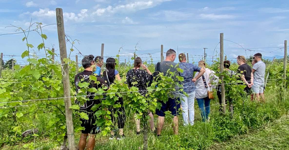 Sirmione: Vineyard Tour With Lugana Wines and Local Tastings - Inclusions