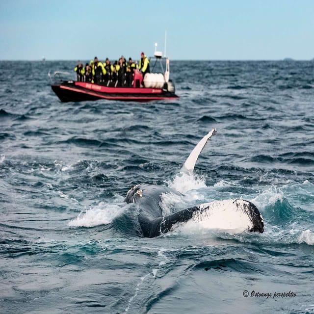 Skjervoy: Whale RIB Experience (Without Transfer) - Essential Equipment Provided