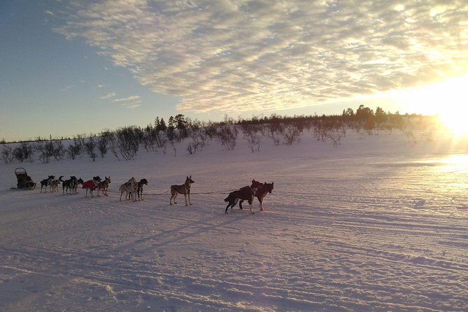 Sled Trip With Husky in the Alta Valley - Guest Experiences and Reviews