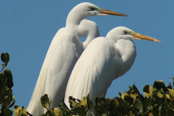 Small Group Boat, Kayak and Walking Guided Eco Tour in Everglades National Park - Tour Highlights