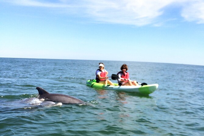 Small Group Dolphin Kayak Eco-Tour - Tour Experience Feedback