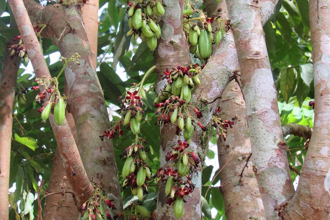 Small-Group Full-Day Khao Sok Nature Tour From Khao Lak - Inclusions and Exclusions