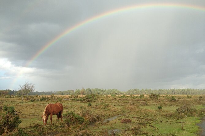 Small-Group New Forest Discovery Walk From Lyndhurst - Guided Expertise