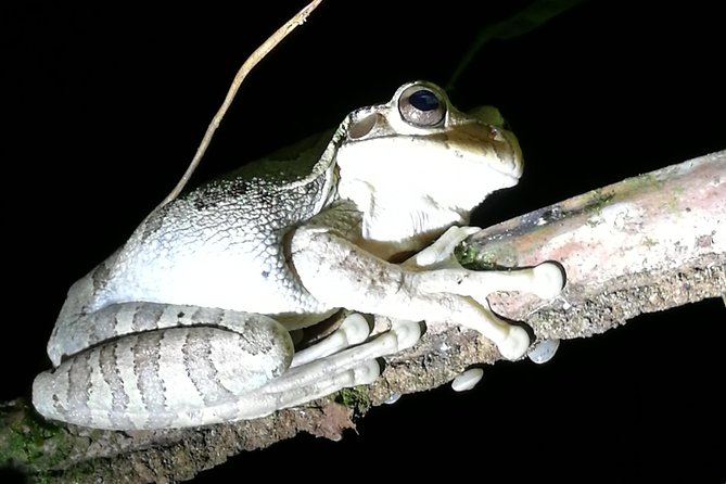 Small-Group Tortuguero National Park Night Walk in Costa Rica - Customer Reviews and Feedback