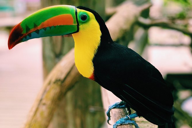 Small Group Tour to the Aviary From Cartagena - Additional Excursions