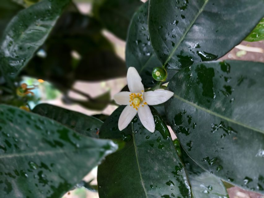 Sorrento: Lemon Garden Tour With Marmalade Tasting - Itinerary Highlights