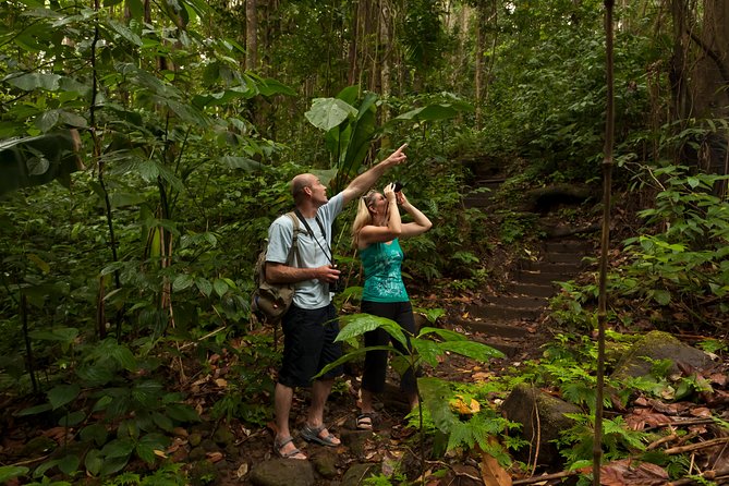 St Lucia Jacquot Trail Hike at Rainforest Adventures - Wildlife and Nature Insights