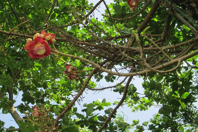 Stepping High Mountain Rastafari Herbs Tour - Culinary Delights