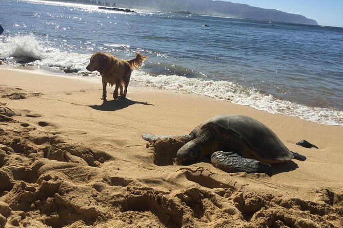 Surf Lessons on the North Shore of Oahu - Amenities Included in the Experience