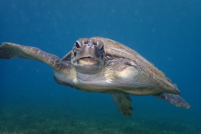 Swim With Turtles - Inclusions and Amenities