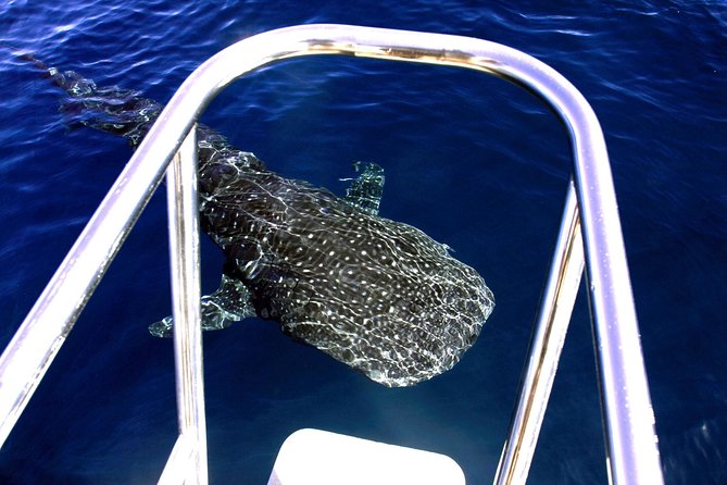 Swim With Whale Sharks- the Largest Fish in the World! - Vessel Features and Comfort