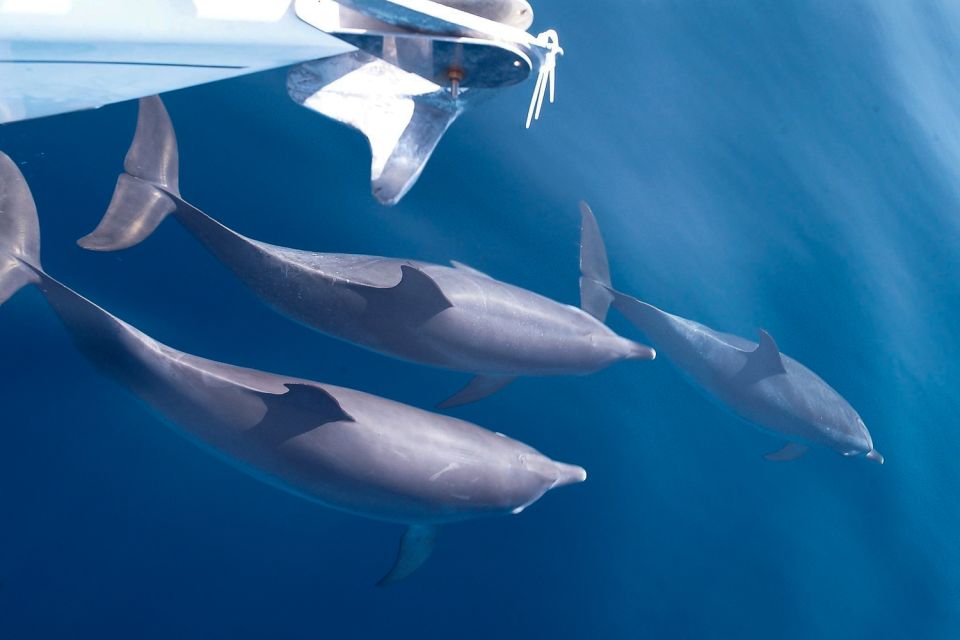 Tenerife: 3-6 Hour Private Whale & Dolphin Watching - Included Amenities