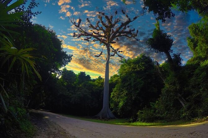 Tikal Day Tour From San Ignacio Belize - Traveler Reviews