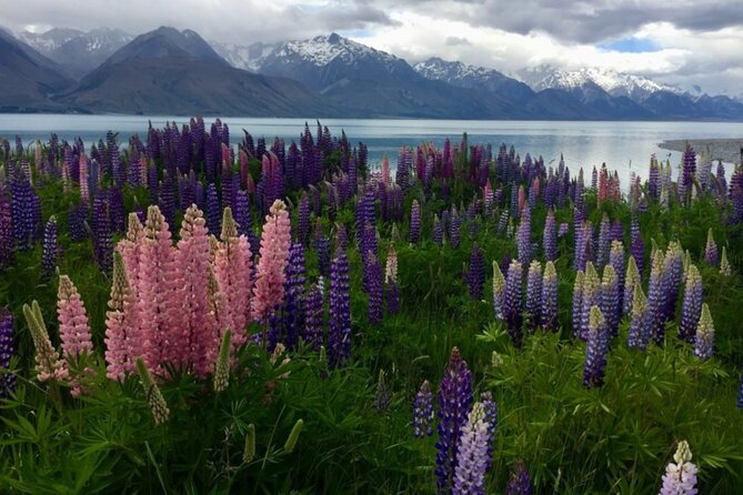 Timaru to Lake Tekapo Scenic Day Tour - Traveler Capacity and Group Size