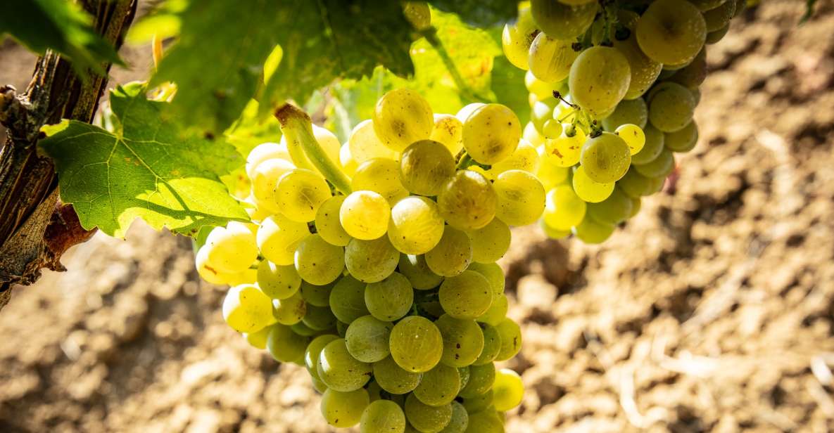 Tour and Tasting at the Duca Di Salaparuta Estates - Sicilian Wine Culture